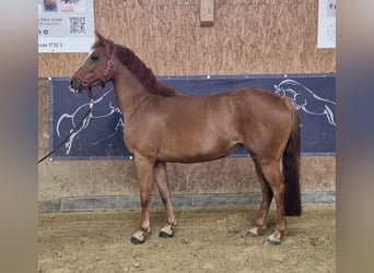 German Riding Horse, Mare, 7 years, 14,2 hh, Chestnut-Red