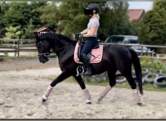 German Riding Horse, Mare, 7 years, 15.2 hh, Black