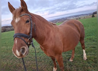 German Riding Horse, Mare, 7 years, 15.2 hh, Chestnut-Red