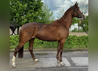 German Riding Horse, Mare, 7 years, 15.2 hh, Chestnut-Red
