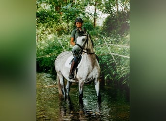 German Riding Horse, Mare, 7 years, 15.2 hh, Gray