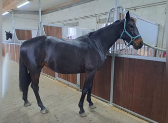 German Riding Horse, Mare, 7 years, 15.2 hh, Smoky-Black