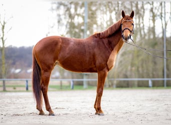 German Riding Horse, Mare, 7 years, 15.3 hh, Chestnut-Red