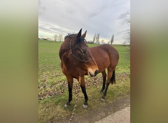 German Riding Horse, Mare, 7 years, 15,1 hh, Brown