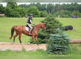 German Riding Horse, Mare, 7 years, 15,1 hh, Chestnut-Red