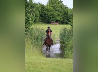 German Riding Horse, Mare, 7 years, 15,1 hh, Chestnut-Red