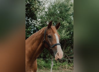 German Riding Horse, Mare, 7 years, 15,2 hh, Chestnut-Red