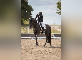 German Riding Horse, Mare, 7 years, 16.1 hh, Black