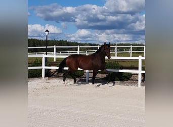 German Riding Horse, Mare, 7 years, 16.1 hh, Brown