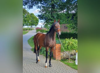 German Riding Horse, Mare, 7 years, 16.1 hh, Brown