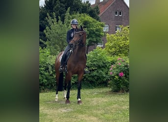 German Riding Horse, Mare, 7 years, 16.1 hh, Brown