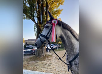 German Riding Horse, Mare, 7 years, 16.1 hh, Gray