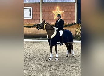 German Riding Horse, Mare, 7 years, 16,2 hh, Chestnut-Red