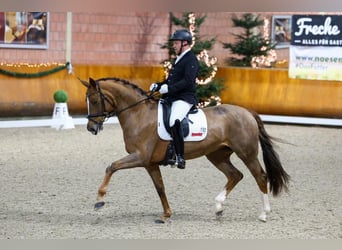 German Riding Horse, Mare, 7 years, 16,2 hh, Chestnut-Red