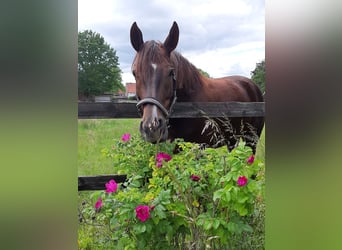 German Riding Horse, Mare, 7 years, 16.2 hh, Chestnut-Red