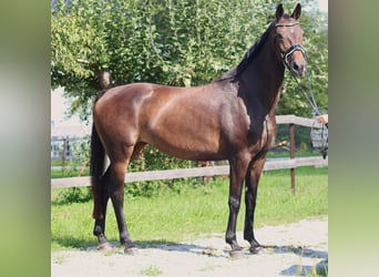 German Riding Horse, Mare, 7 years, 16.3 hh, Bay-Dark