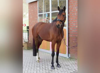 German Riding Horse, Mare, 7 years, 16.3 hh, Brown