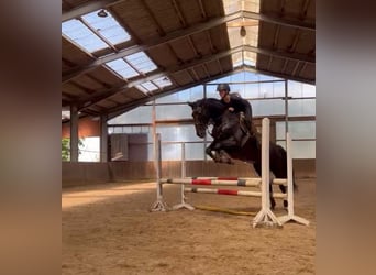 German Riding Horse, Mare, 7 years, 16 hh, Black