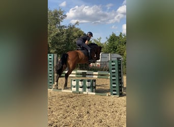 German Riding Horse, Mare, 7 years, 16 hh, Brown