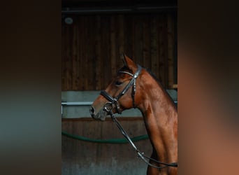 German Riding Horse, Mare, 7 years, 16 hh, Brown