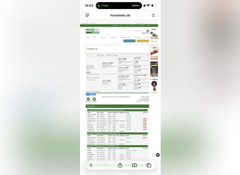 German Riding Horse, Mare, 7 years, 16 hh, Brown