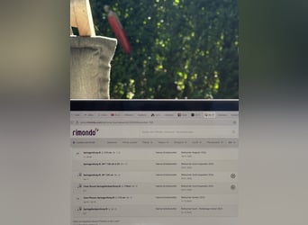 German Riding Horse, Mare, 7 years, 16 hh, Brown