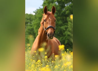 German Riding Horse, Mare, 7 years, 16 hh, Chestnut-Red