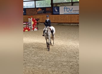 German Riding Horse, Mare, 7 years, 16 hh, Gray-Fleabitten