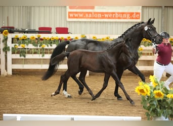 German Riding Horse, Mare, 7 years, 16 hh, Smoky-Black