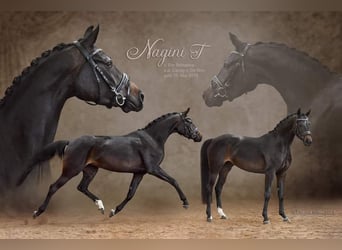 German Riding Horse, Mare, 7 years, 16 hh, Smoky-Black