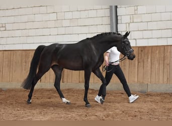 German Riding Horse, Mare, 7 years, 16 hh, Smoky-Black