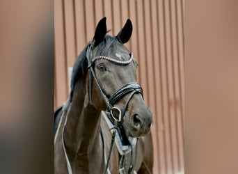 German Riding Horse, Mare, 7 years, 16,1 hh, Smoky-Black