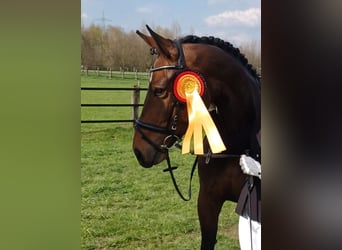 German Riding Horse, Mare, 7 years, 16,2 hh, Bay-Dark