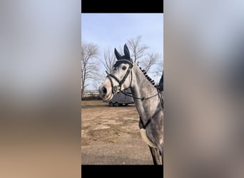 German Riding Horse, Mare, 7 years, 16,2 hh, Grey