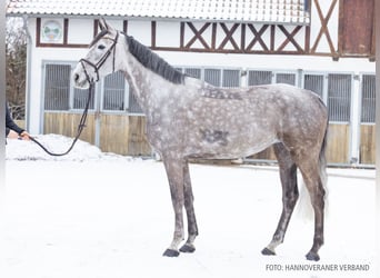 German Riding Horse, Mare, 7 years, 16,2 hh, Grey