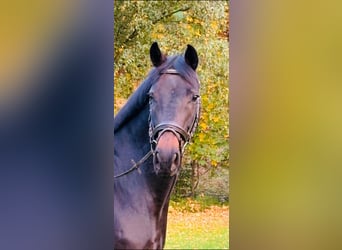 German Riding Horse, Mare, 7 years, 16,2 hh, Smoky-Black