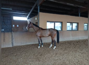 German Riding Horse, Mare, 7 years, 16,3 hh, Brown