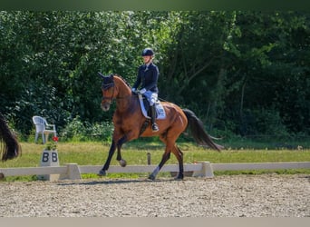 German Riding Horse, Mare, 7 years, 17.1 hh, Brown