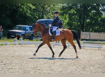 German Riding Horse, Mare, 7 years, 17.1 hh, Brown