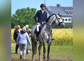 German Riding Horse, Mare, 7 years, 17 hh, Grey