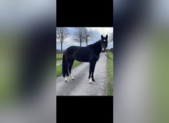 German Riding Horse, Mare, 7 years, 17 hh, Smoky-Black