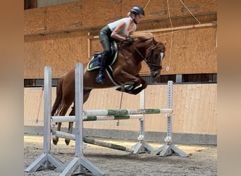 German Riding Horse, Mare, 8 years, 14.1 hh, Chestnut-Red