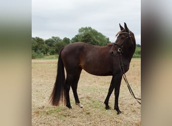 German Riding Horse, Mare, 8 years, 15.1 hh, Brown