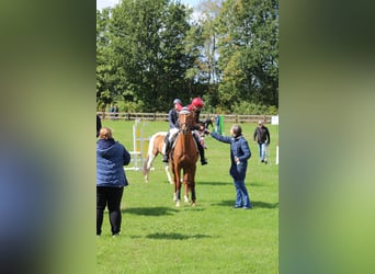 German Riding Horse, Mare, 8 years, 15.1 hh, Chestnut-Red