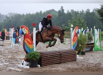 German Riding Horse, Mare, 8 years, 15.1 hh, Chestnut-Red