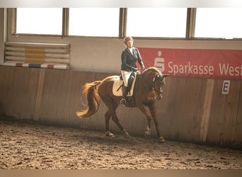 German Riding Horse, Mare, 8 years, 15.1 hh, Chestnut-Red