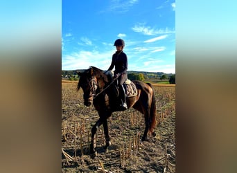 German Riding Horse, Mare, 8 years, 15,2 hh, Brown