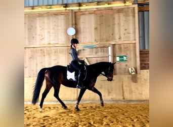 German Riding Horse, Mare, 8 years, 15,2 hh, Brown