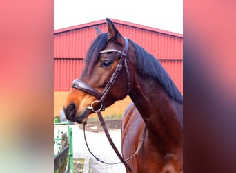 German Riding Horse, Mare, 8 years, 15.2 hh, Brown