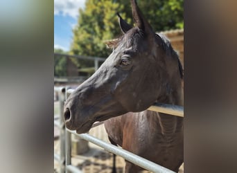 German Riding Horse, Mare, 8 years, 15.3 hh, Black